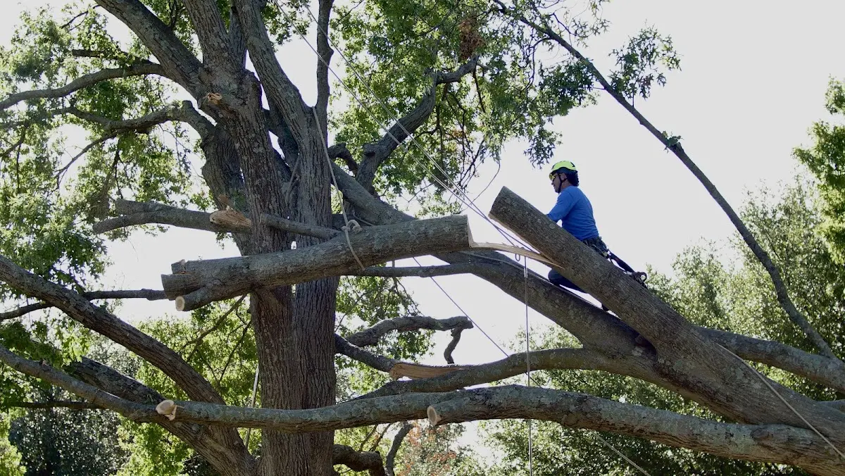 Professional Crown Thinning performed by certified arborists in Montclair